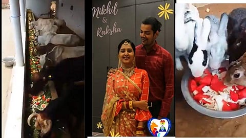 अनोखा लग्नसोहळा! वऱ्हाडी म्हणून दिलं पशू-पक्ष्यांना आमंत्रण