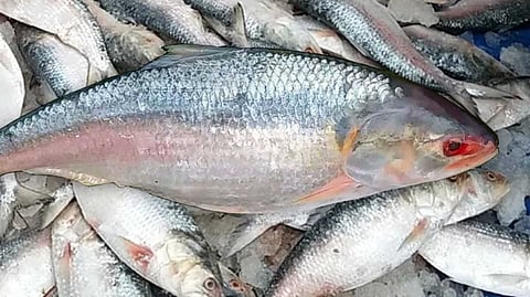Hilsa Fish