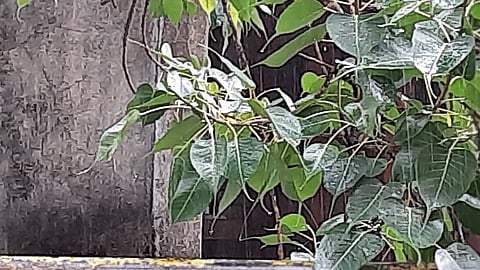 औरंगाबाद शहरातील काही भागात हलकासा पाऊस झाला.