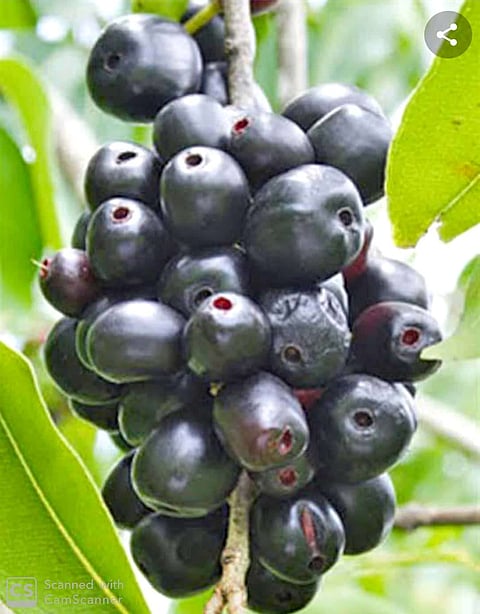 नांदेड बाजारपेठेतील जांभूळ