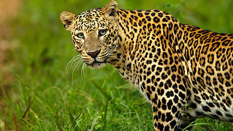 livestock in danger from leopard forest department sluggish Nashik News