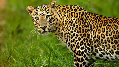 leopard