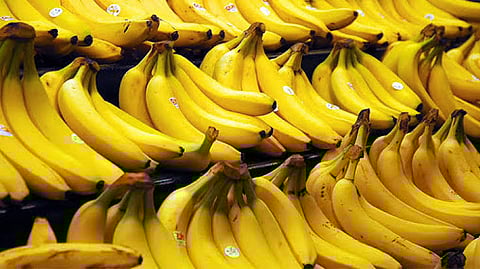 banana crop