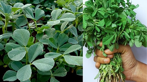 PHOTO - जाणून घ्या; मेथीची पाने खाण्याचे फायदे