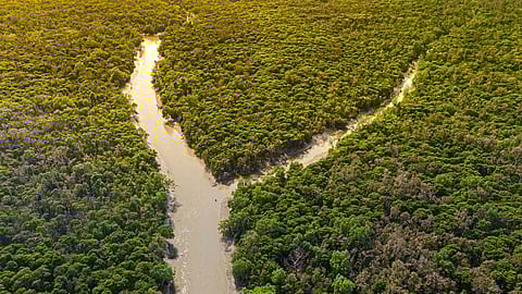 Sundarban