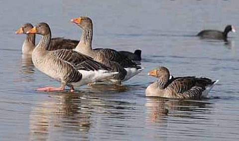 भंडारा जिल्ह्यात दिसले विदेशी पक्षी; विदर्भ स्थलांतरित पक्ष्यांचे आवडते ठिकाण
