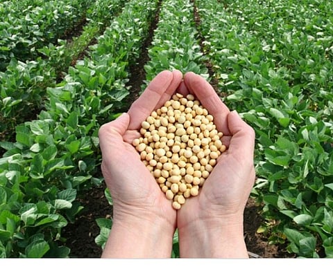 सोयाबीन बियाणे महागले