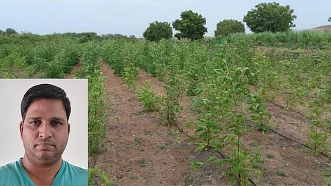 शाब्बास! इंजिनिअरने दगड फोडून माळावर फुलवली बांबूशेती