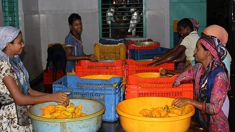 कोकणात आंबेवाल्यांच्या लेकी-सुना असे करतात कष्ट