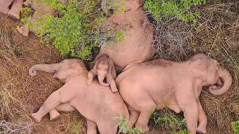 हत्ती बनला दैत्य