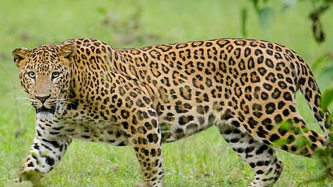 Leopards