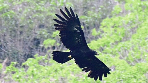 black eagle
