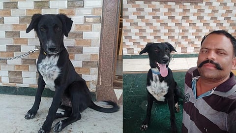 तेरी मेहरबानियॉं तेरी कदरदानिया! हिंगणगावचा 'रॉकी' वेधतोय लक्ष