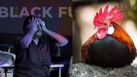 Fact Check : कोंबडीमुळे म्युकोरमायकोसिसचा प्रसार?