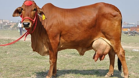 Native Cow
