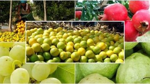 Fruit crop insurance