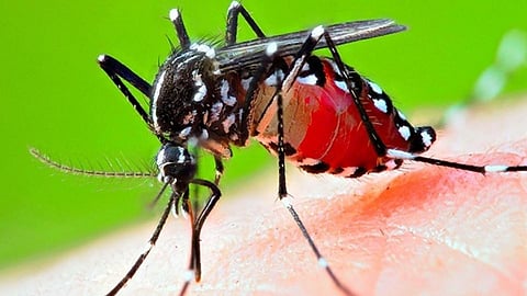 Dengue