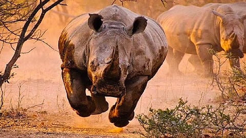 काझीरंगा राष्ट्रीय उद्यान, आसाम