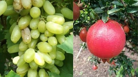 grapes and pomegranates
