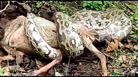 python