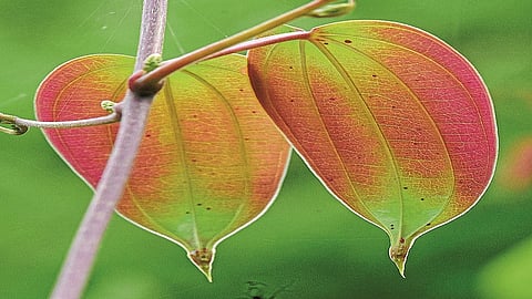 पानवेलींवरील मन प्रसन्न करणारी नक्षी