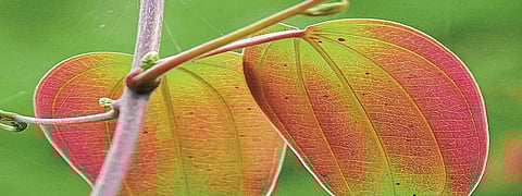 पानवेलींवरील मन प्रसन्न करणारी नक्षी