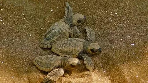 कोकण : गावखडीत वादळापासून कासवांच्या अंड्यांचे संरक्षण