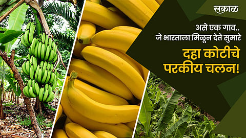 Jalgaon Banana Village