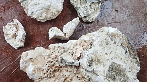 तारामुंबरी समुद्रकिनारी मच्छिमाराला सापडली देवमाशाची उलटी