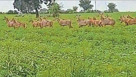 वन्यप्राण्यांच्या हैदोसाने गावे झाली कुलूपबंद! शेकडो जमीन पडीक