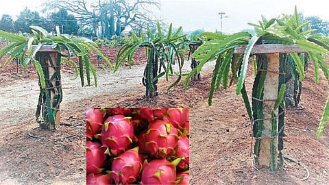 ड्रॅगनफ्रूट लागवडीला 40 टक्के अनुदान ! जाणून घ्या या फळाचे महत्त्व