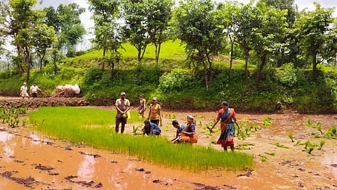 Rice Planting