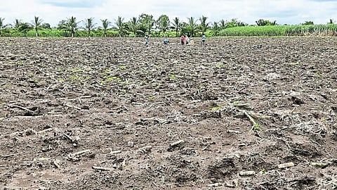 शेतकऱ्यांचे डोळे धरणांकडे! यंदा केवळ एक टक्का क्षेत्रात ऊस लागवड