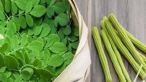 शेवग्याच्या पाल्याचे आहेत अनेक फायदे; वाचून व्हाल अवाक