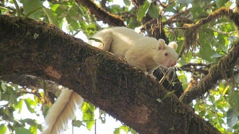 White Indian Giant Squirrel