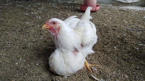 खादाड्या कोंबडीची सांगलीत चर्चा; हिने मोडला विक्रमच!