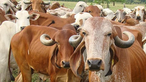 Increase yield reducing cost of chemical fertilizers agriculture through cow rearing Farmers santosh aarkhile solapur