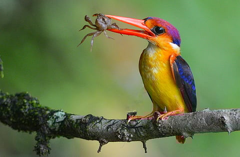 पक्षीदर्शन : ब्रेकफास्ट विथ ओडीकेएफ