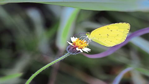 beautiful photos of colorful butterflies