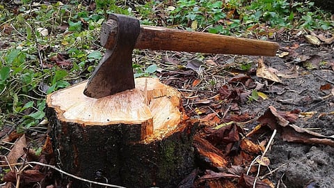 Nashik Tree Cutting : विनापरवानगी वृक्षतोडप्रकरणी व्यावसायिकासह महाविद्यालयास 3 लाखाचा दंड