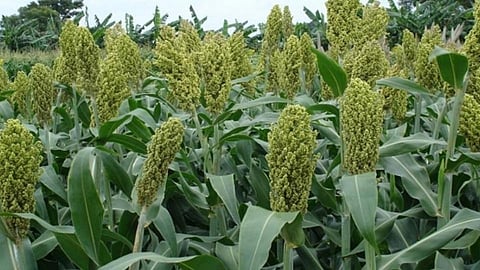 Rabi Season Crop
