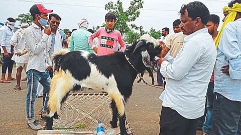 अबब...२० लाखांचा बोकड,आठवडी बाजारात बघ्यांनी केली गर्दी