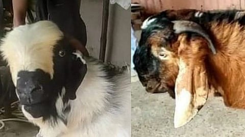 बुलडाण्यातील ‘टायगर’ला ५१ लाखांची मागणी; मात्र, मालकाला हवे एक कोटी