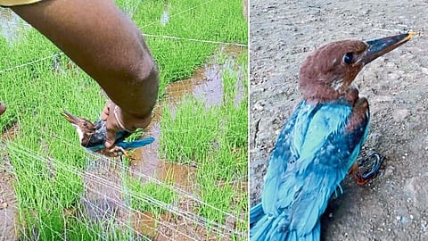 पंखाना मिळाले बळ; खंड्यासह चार पिल्लांची गगनभरारी