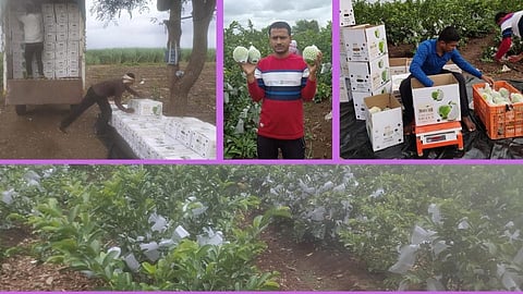 'उजनी'च्या ऊस पट्ट्यात आता पिकताहेत एक्स्पोर्ट क्वालिटीची फळे !