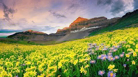 Valley of Flowers Uttarakhand