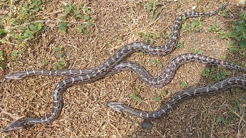 अंडे उबवून कृत्रिमरीत्या अजगराच्या चार पिल्लांचा जन्म