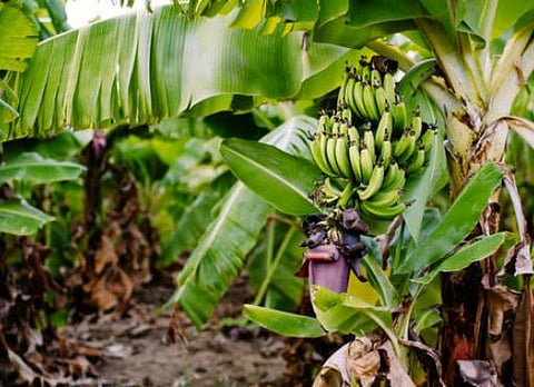 banana crop