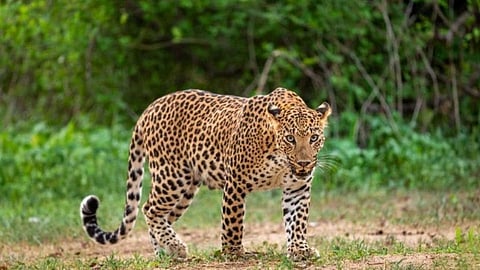 Leopard