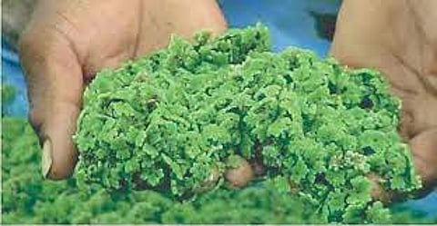 शेतकऱ्यांनो, अझोलाचा करा वापर; दुहेरी फायद्यासह बहुगुणकारी